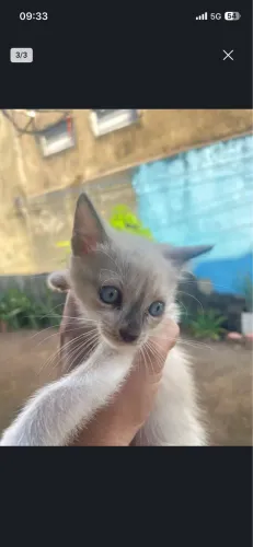 3 gatinhos machos