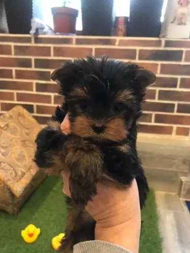 Yorkshire Terrier A alegria dele mora em você