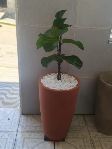 Ficus lyrata já com vazo