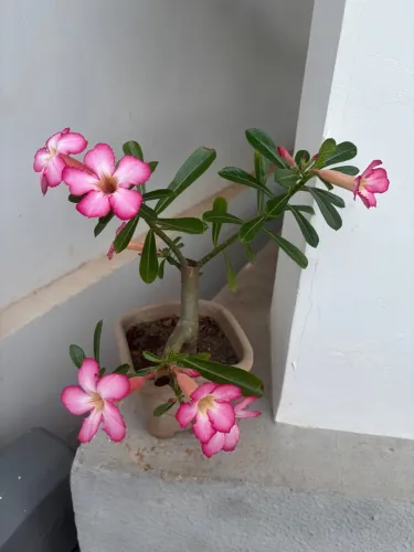 Qualquer das fotos por 20,00