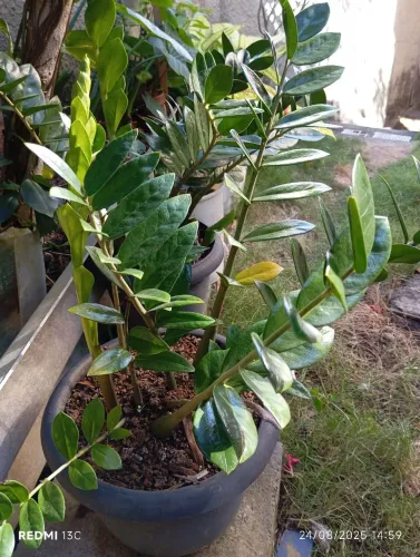 Plantas zamioculca
