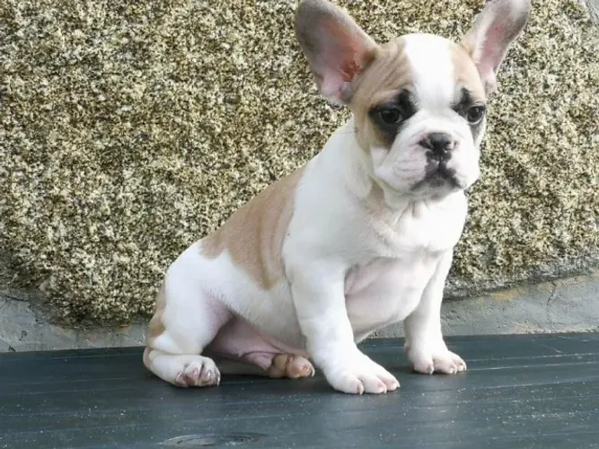 Bulldog frances Todas as raças com ganratia total de saude e veterinario gratuito.