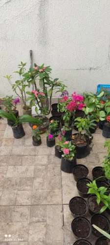 Mudas de plantas ornamentais e outras 