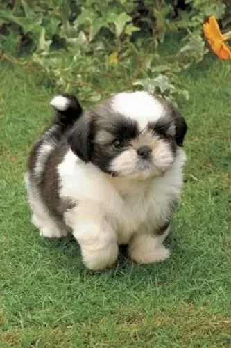 Filhotes de Shih Tzu | Parceiros para todas as horas