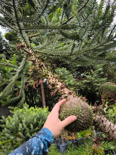 Araucária Enxertada - Alta Produção na altura da mão