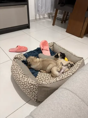 Cama de cachorro e tapete reutilizável de plástico