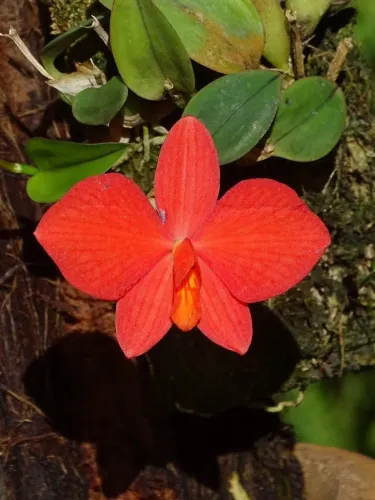 Orquídea Sophronitis acuensis adulta
