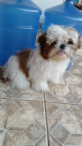 Cachorro