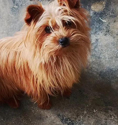 Lindo Machinho Jovem Mix Lulu da Pomerânia 