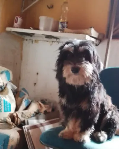 Procuro um cachorro da mesma raça