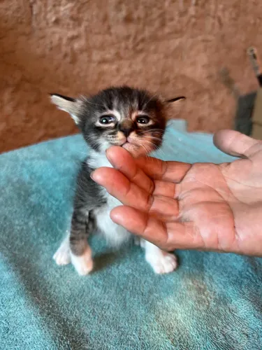 Doação de gatinhos