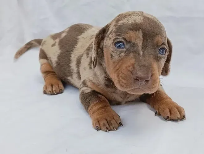 Teckel Dachshund Filhotes de Excelente Procedência