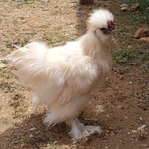 Galinha ornamental