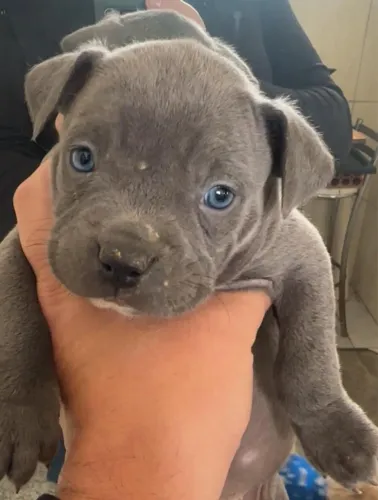 Pit bull