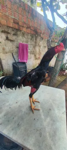 Galo índio