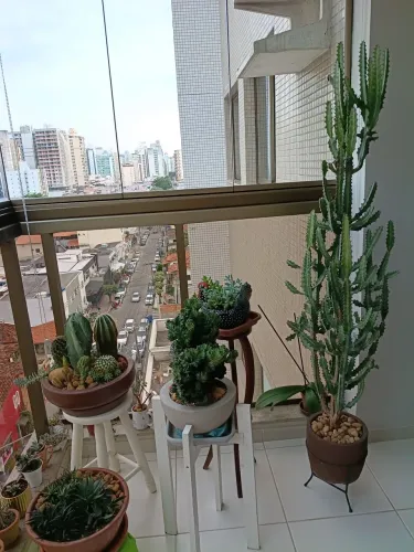 Cacto ? Euphorbia grande