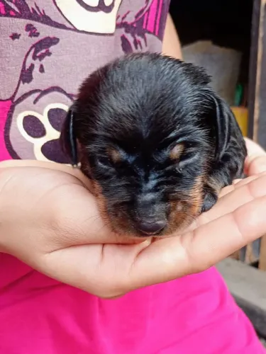 Pinscher filhote 