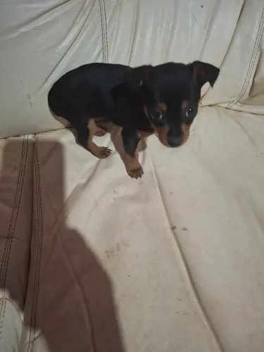 Vendo filhote de pincher fêmea número 1 preta e caramelo  500 reais