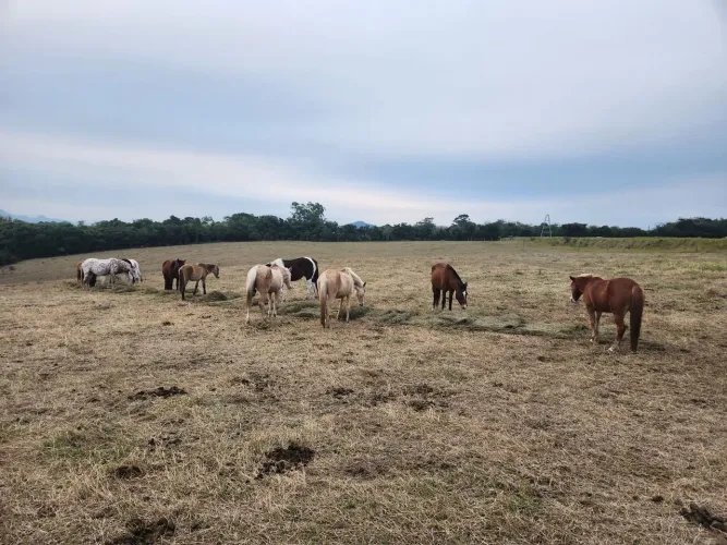Venda Cavalos Paseio e cavalgada