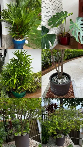 Plantas diversos tipos a venda