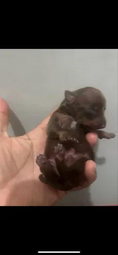 Vendo Pinschers lindíssimos