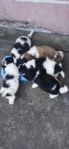 Shih Tzu