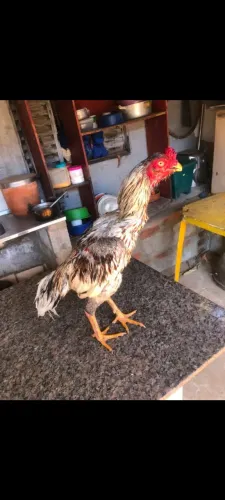 Vendo 