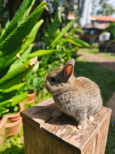 Filhotes coelho anão de Netherlands Dwarf