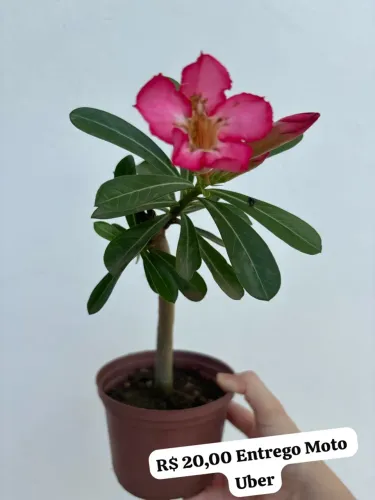 Rosas do Deserto Sortidas