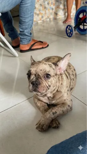 Bulldog fêmea 10 meses muito carinhosa e saudável