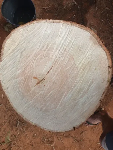 Tábua de cortar carne de eucalipto. 