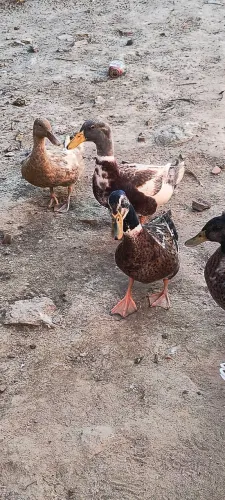 Vendo marrecos de pompom esem pompom e Guiné 