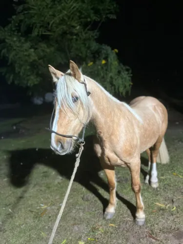 Cavalo crioulo de laço