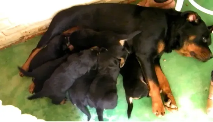 ROTTWEILER X DOBERMAN Tenha um companheiro fiel em casa. chama 9 9751.6491