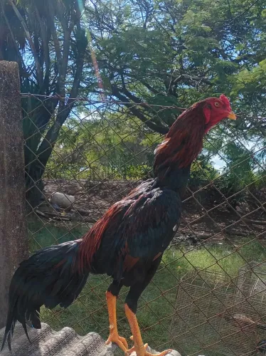 Galo índio costeiro