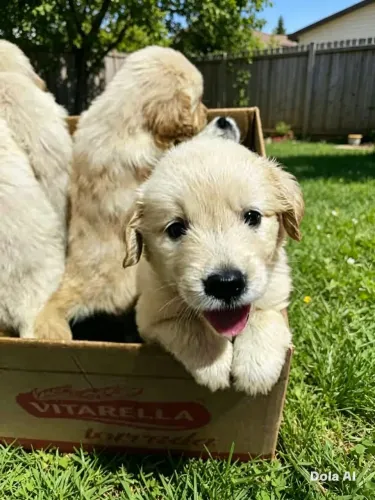 Filhotes de Golden retrivier