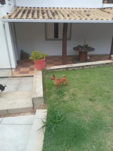 Pinscher miniatura 