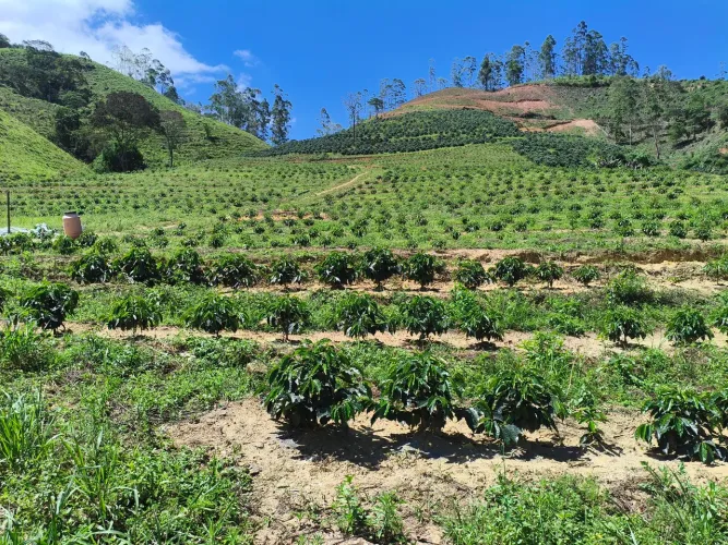 Sítio perto de mundo novo,meio alqueire com 7 mil pés de café, só baixada