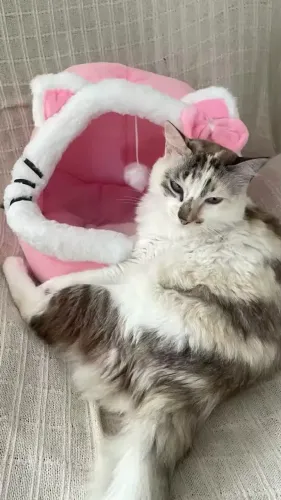 Casinha para Pet 'Gato'