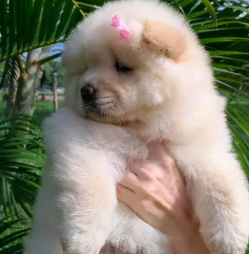 Filhotes de Chow Chow com todo o suporte