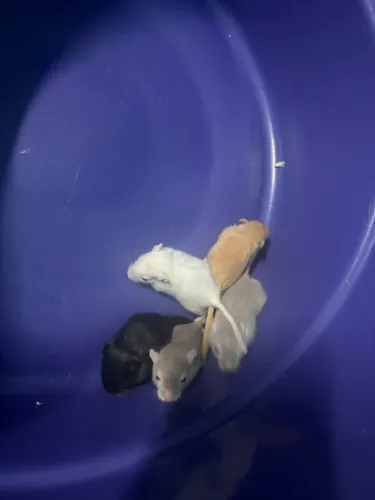 Esquilo da Mongólia Gerbil