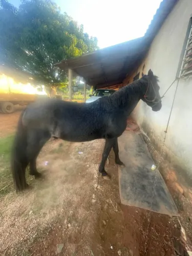 Cavalo
