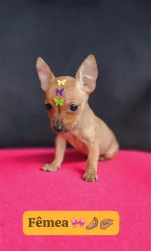 Pinscher com 75 dias vacinado 