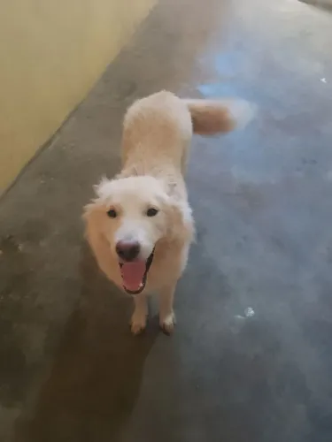 Estou vendendo esse cachorro a raça é um chow-chow é o macho