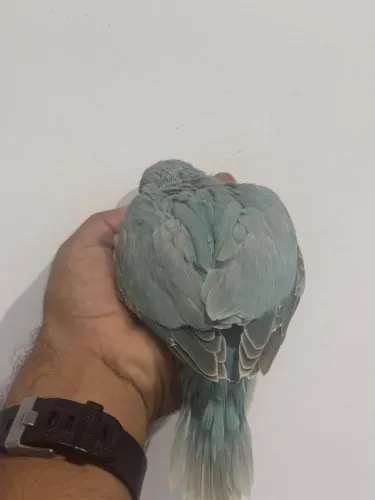 Disponível