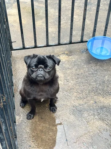 Pug macho