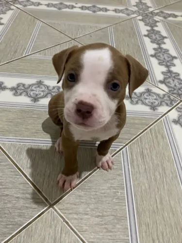 Cachorro