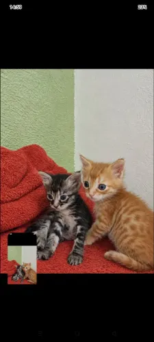 Gatinhos para adoção