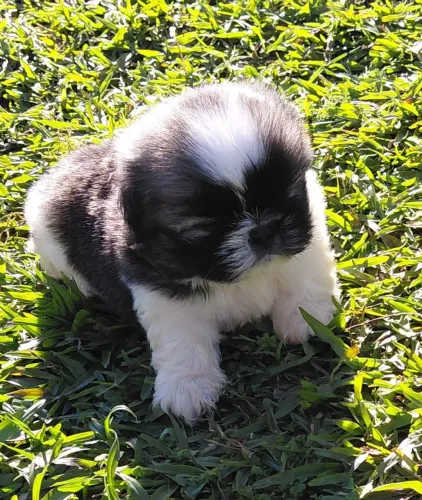 Lindos filhotes de Shih Tzu puros, doceis e vacinados!