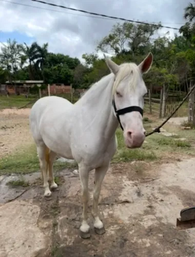 Égua